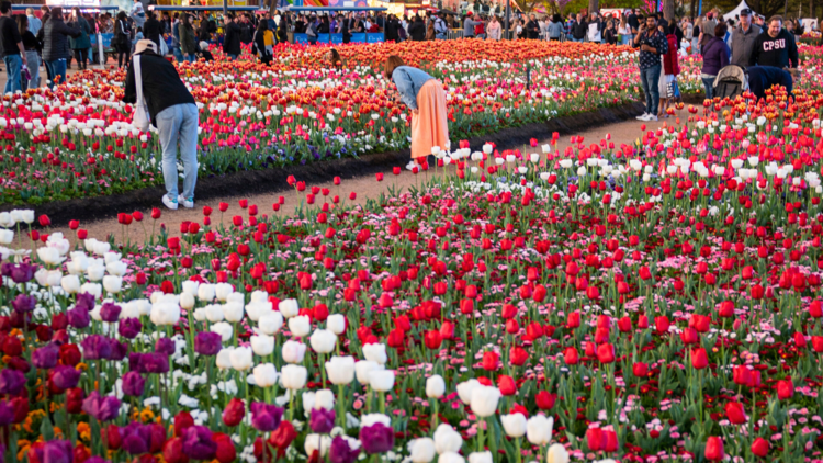Bumpintomums Explore The Beauty Of Canberra Floriade A Vibrant Celebration Of Spring